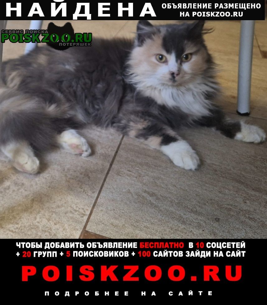 Найдена кошка около 2 недель назад Волгодонск