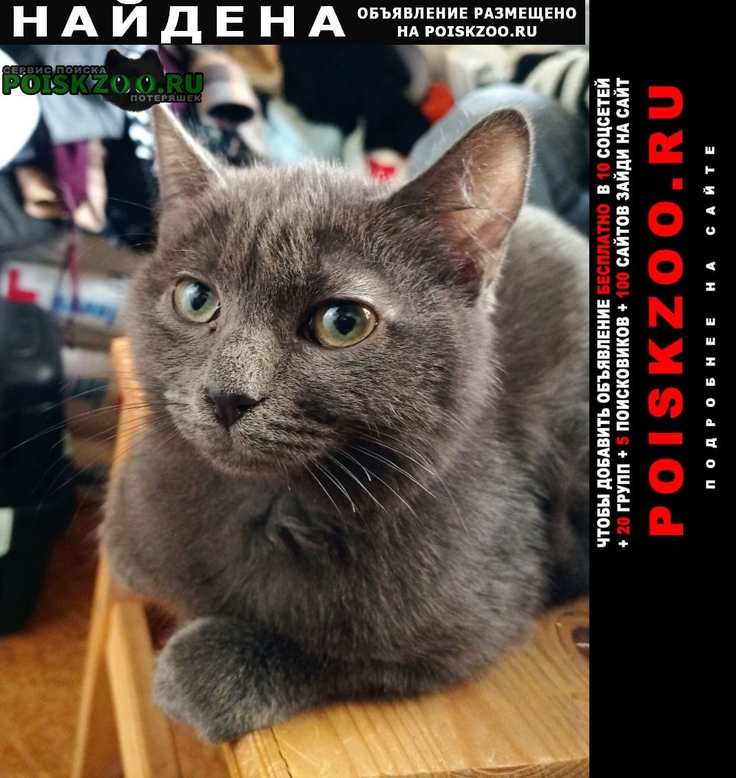 Найден котёнок, русская голубая Краснодар