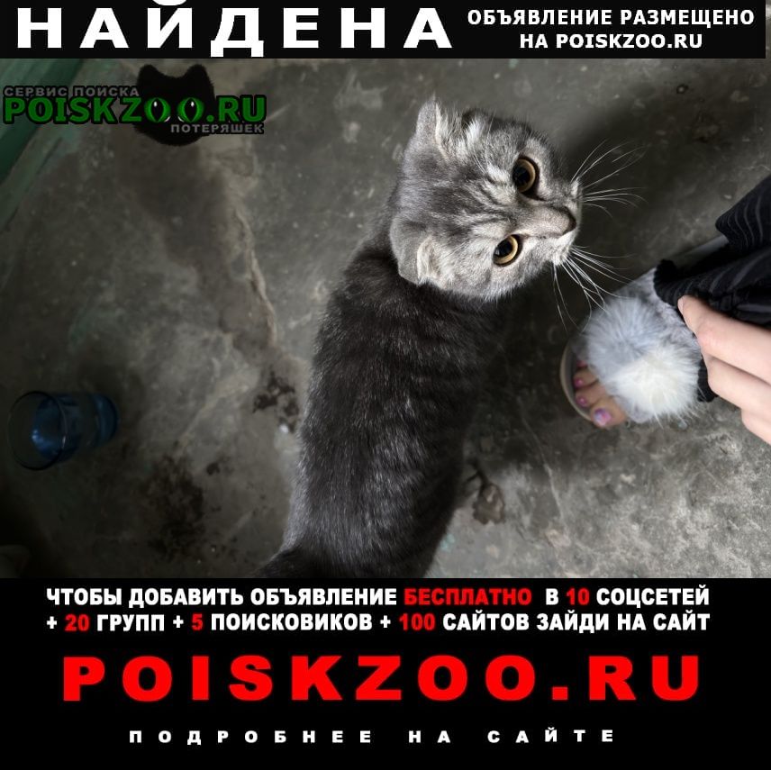 ���� ������� �����