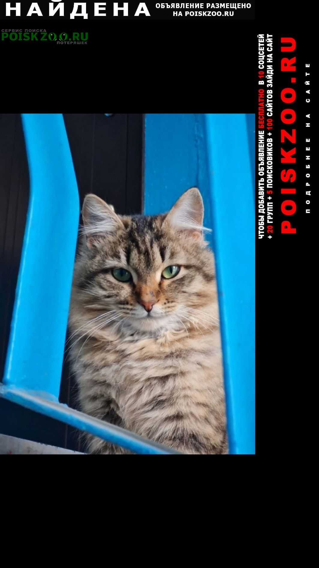 ���� ������� �����