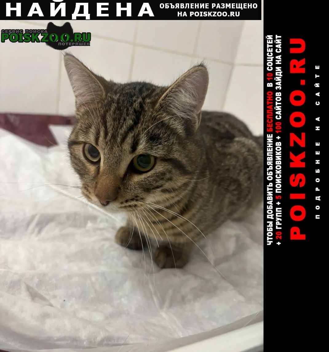 ���� ������� �����