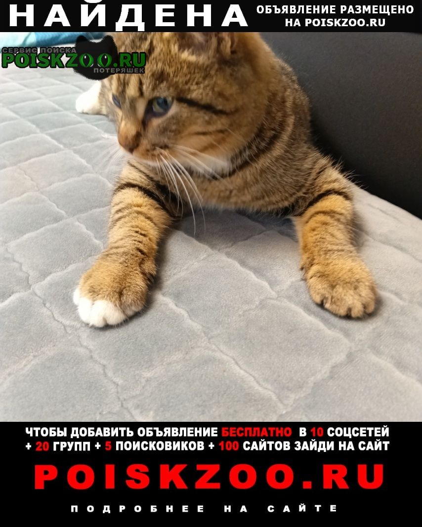 ���� ������ ���