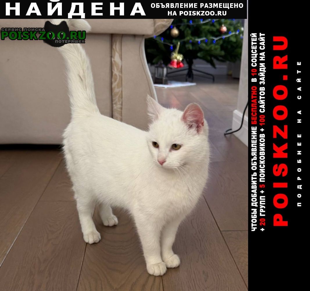 ���� ������� �����