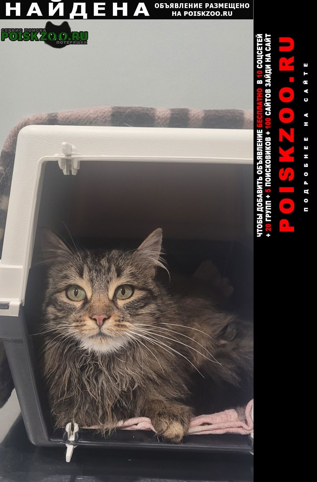 ���� ������� �����