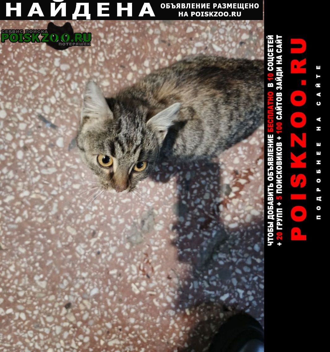 ���� ������� ����� �������