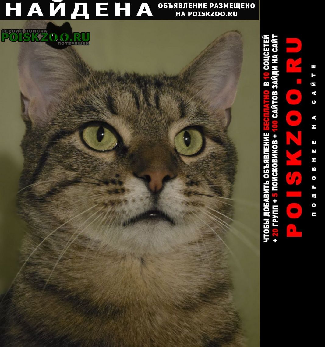 ���� ������� �����