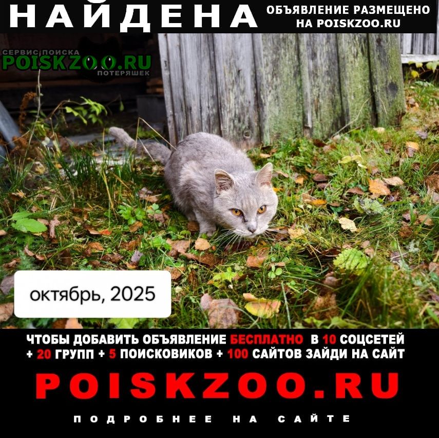 ���� ������ ���