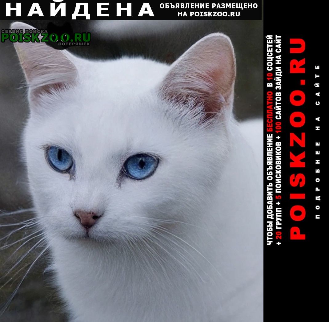 ���� ������� �����