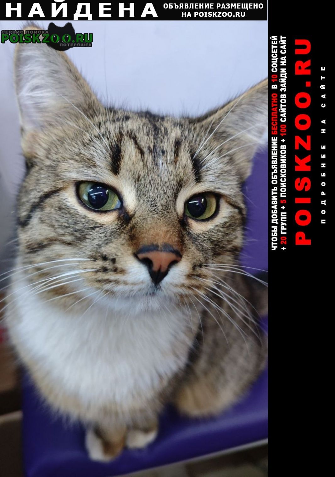 ���� ������ ���