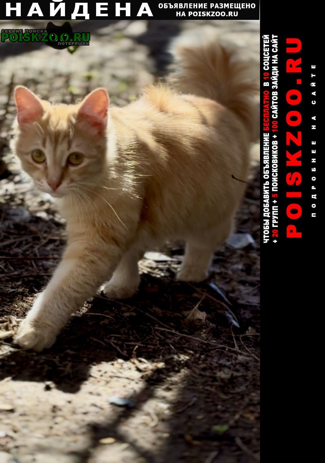 ���� ������ ���