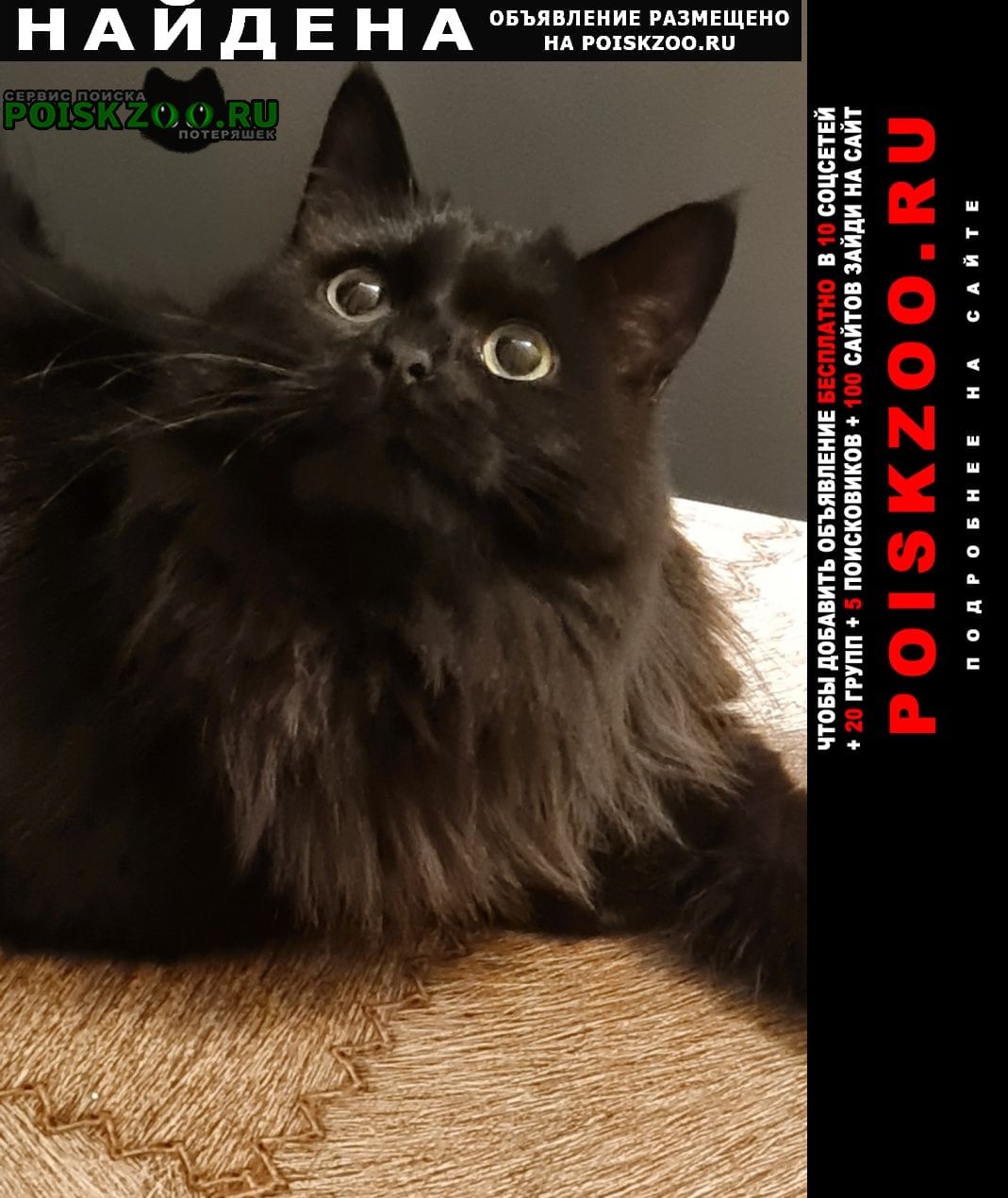 ���� ������� ����� ��� ���