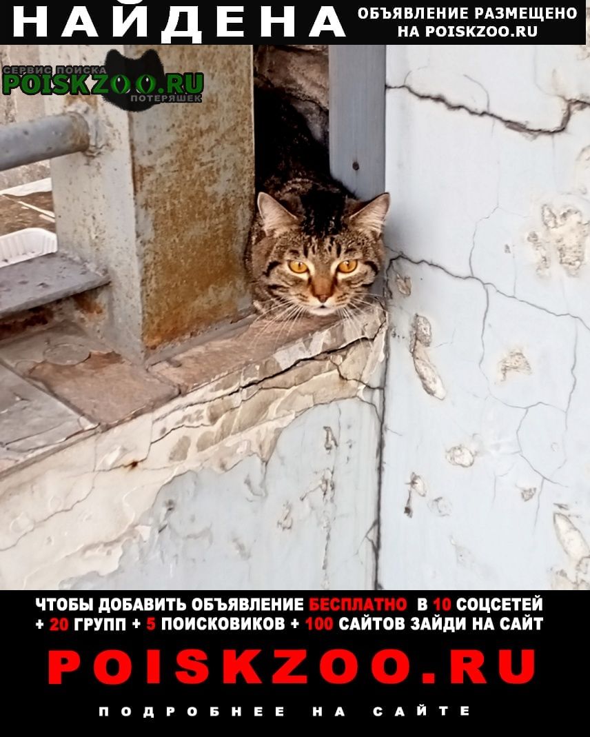 ���� ������� �����