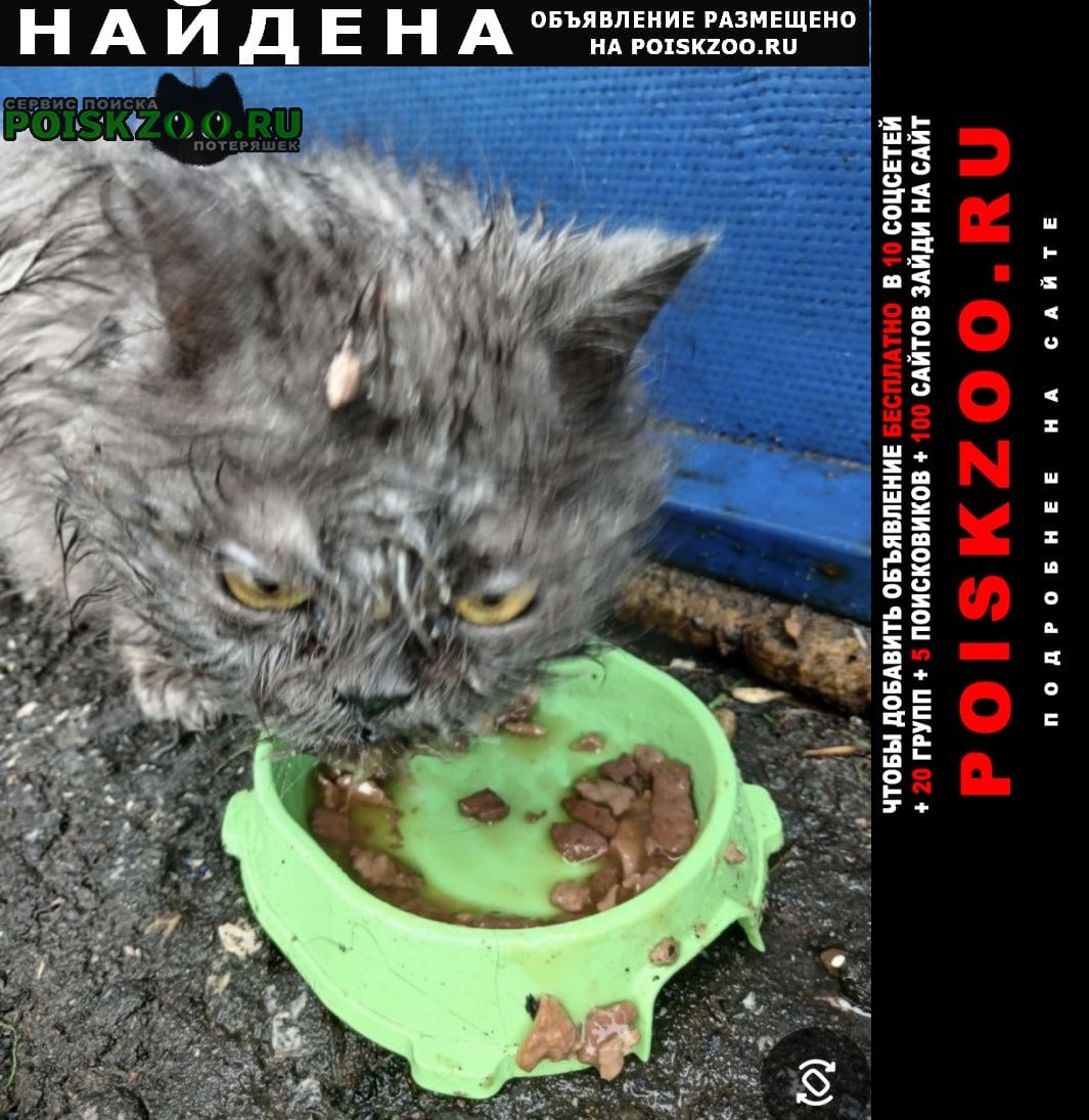 ���� ������� �����