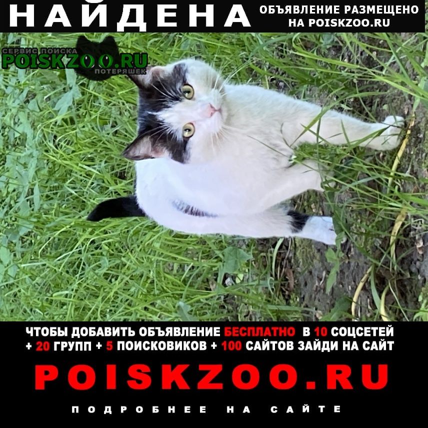 ���� ������ ��� �� �����������, ��������