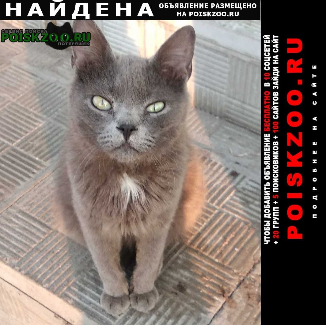 Найдена кошка на ю. шоссе у м. пятерочка Нижний Новгород