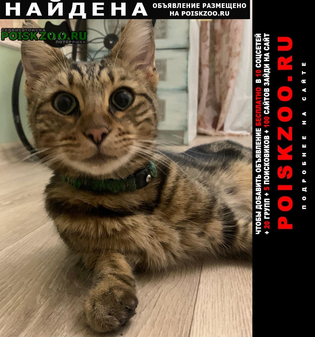 Найден кот Ростов-на-Дону