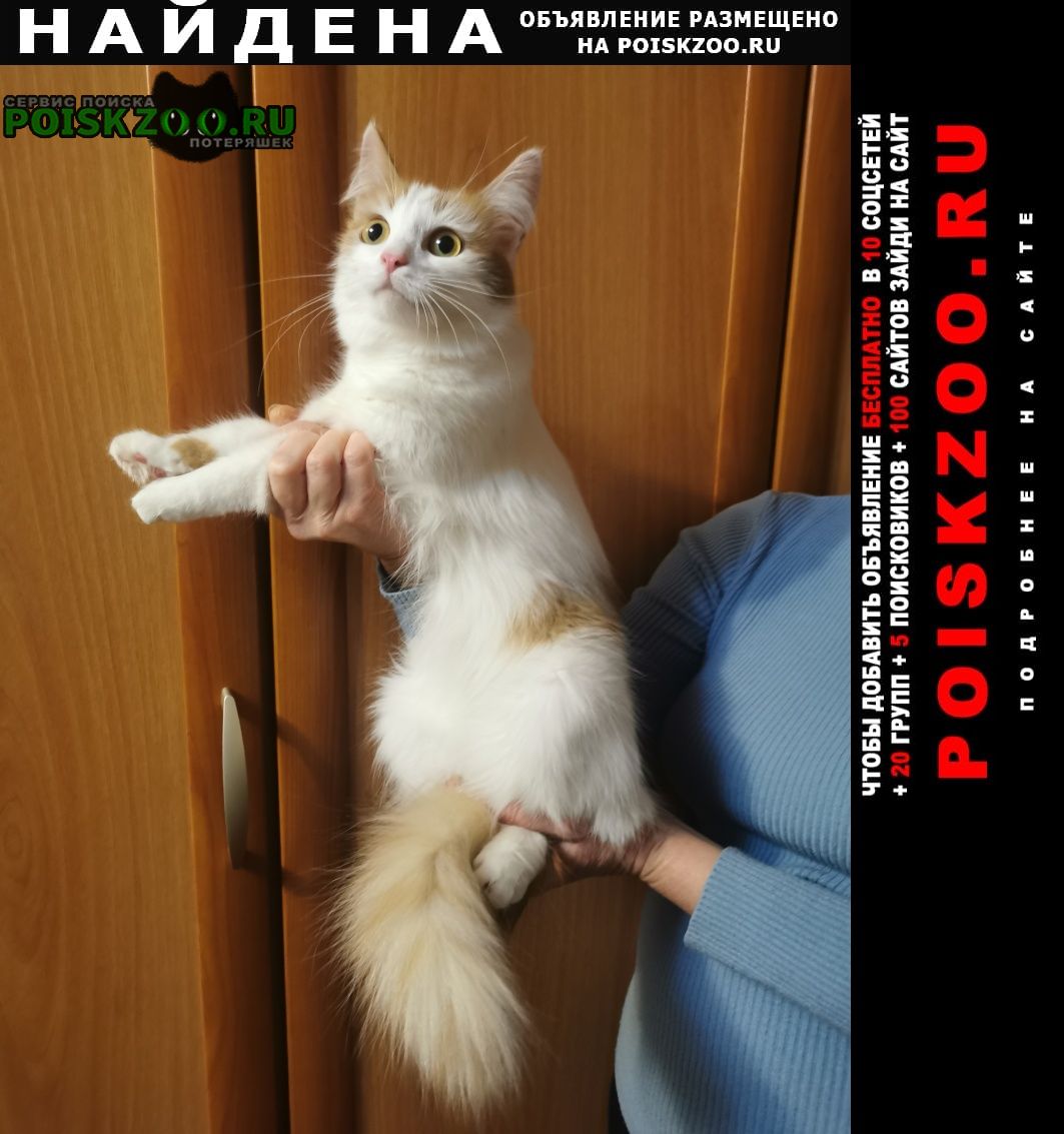 Найдена кошка Нижний Новгород