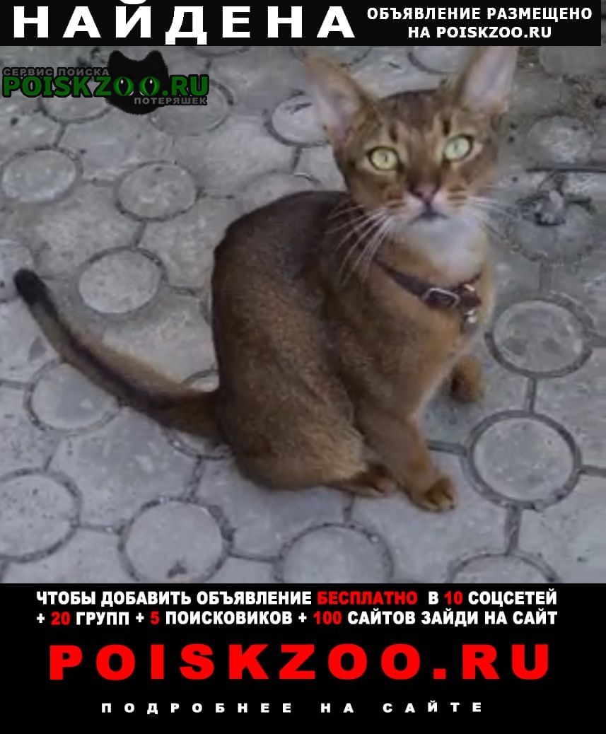 Найдена кошка абиссинский кот (поселок рассвет) Ростов-на-Дону