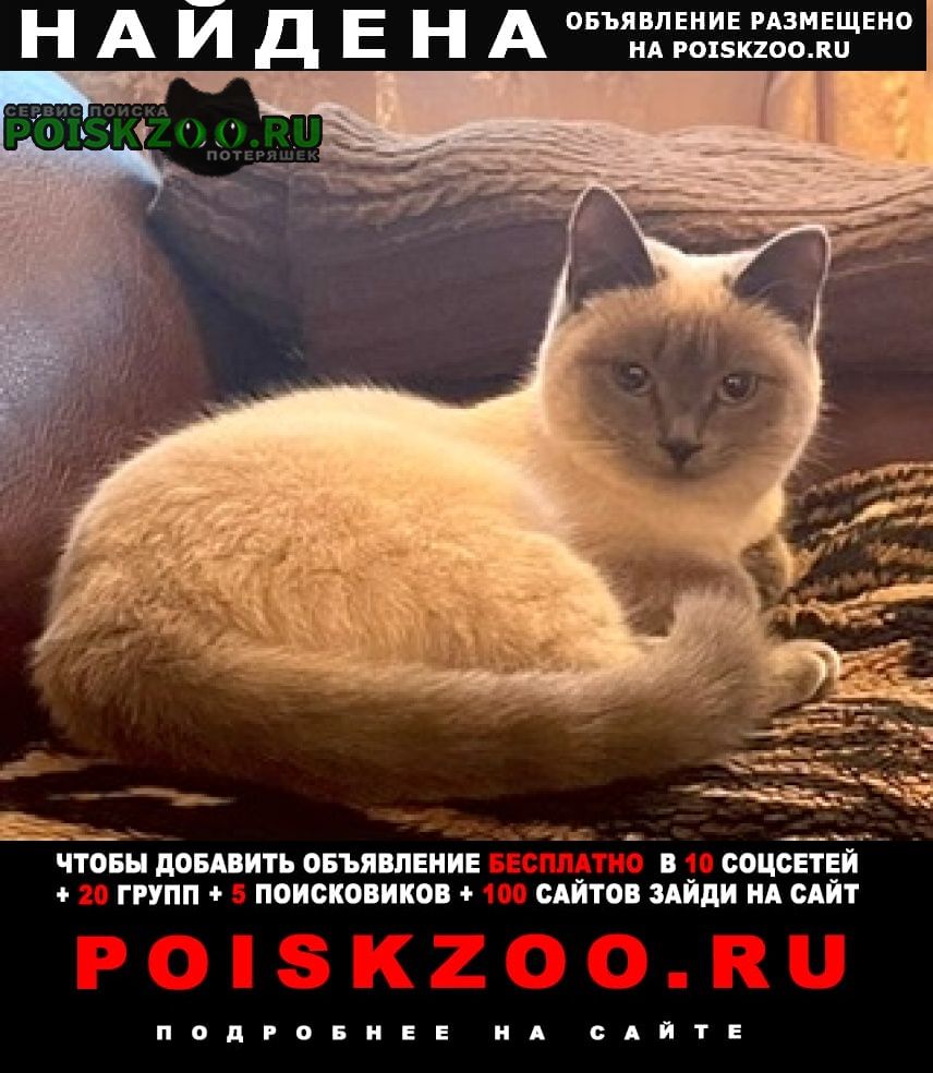 Найдена кошка Октябрьский (Башкирия)