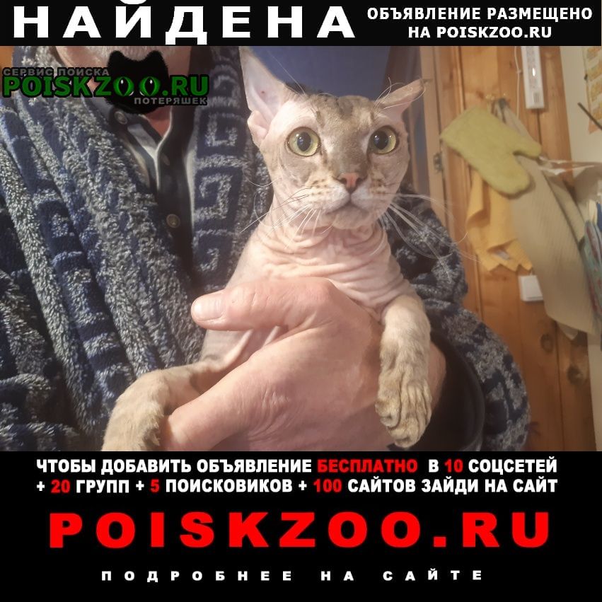 Найден кот молодой кот сфинкс Апрелевка