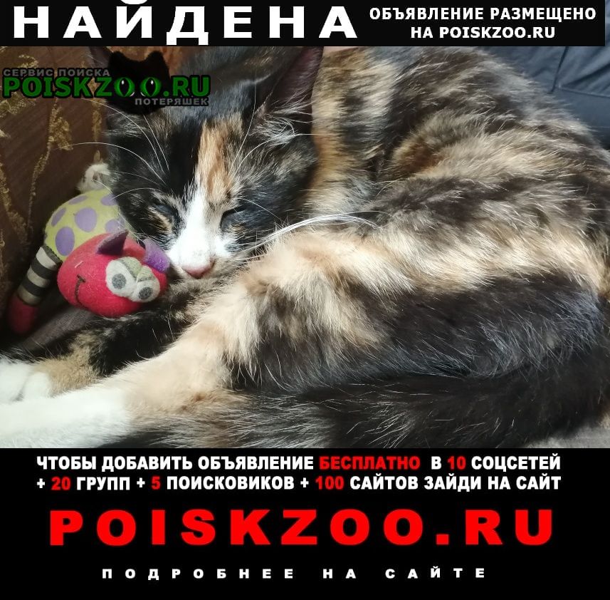 Найдена кошка Зеленоград