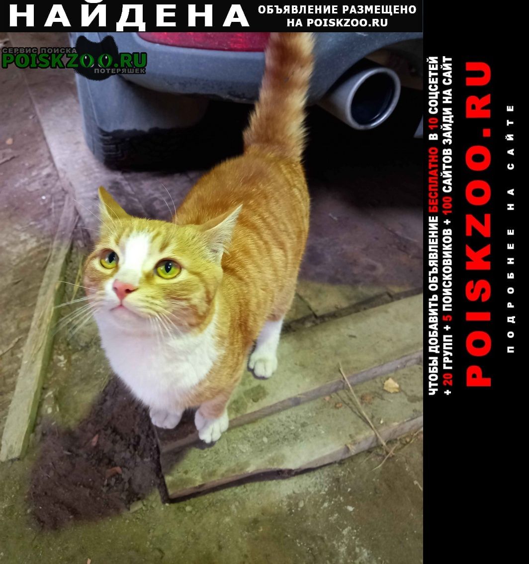 Найден кот рыжий ик-подросток Малаховка