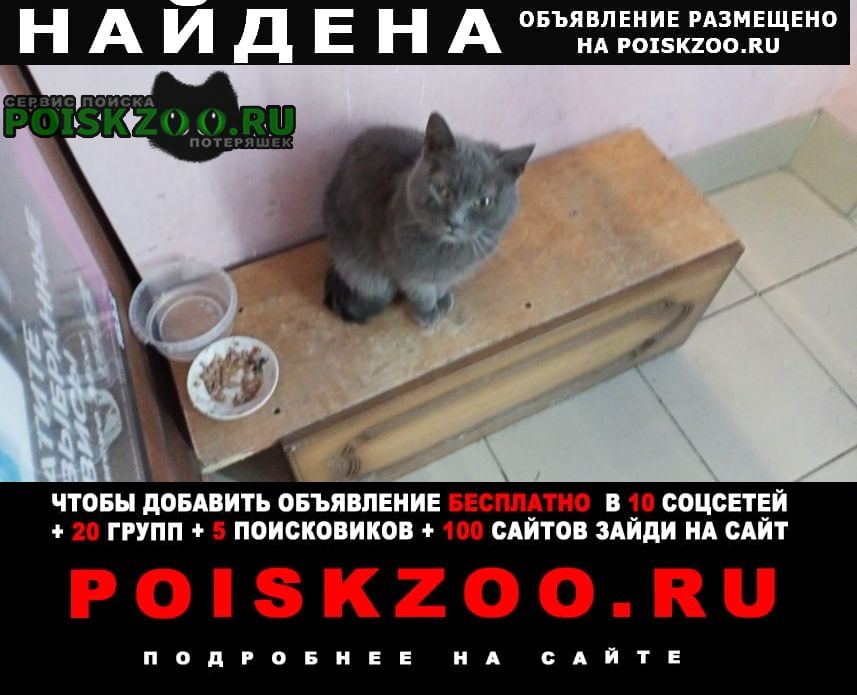 Найдена кошка Новотроицк