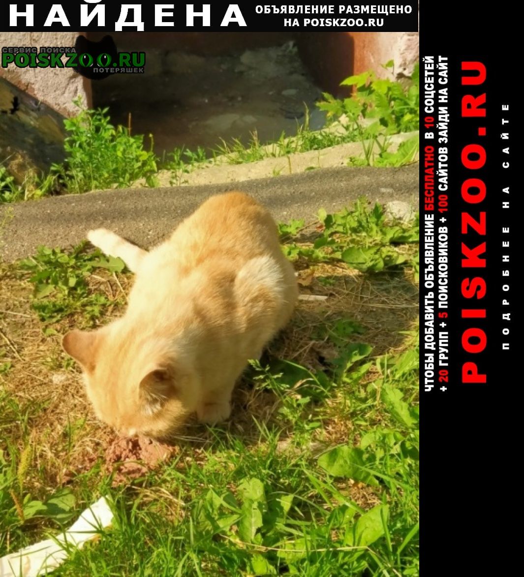 Найден кот рыжий кот Новоподрезково