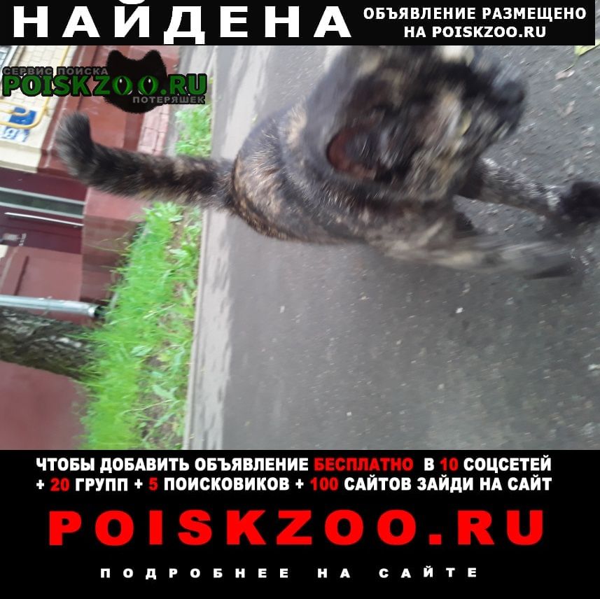 Москва Найдена кошка ул. ак. павлова
