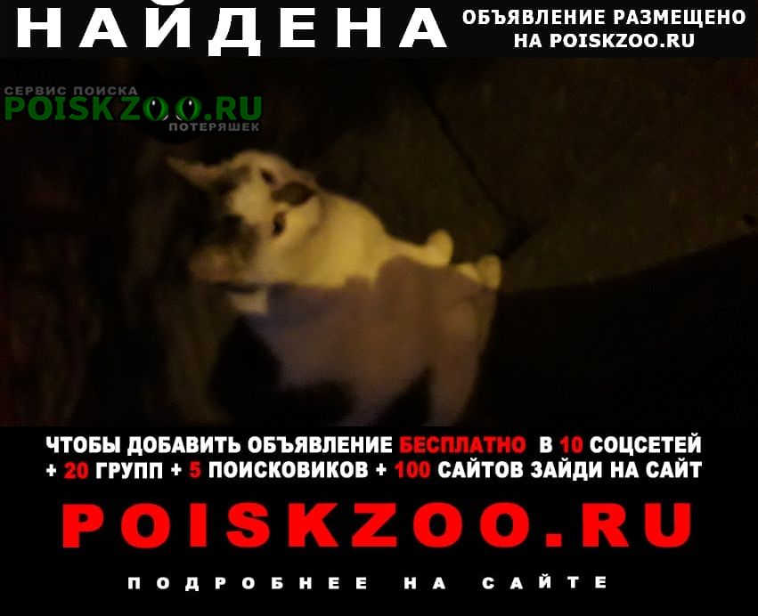 Санкт-Петербург Найдена кошка 3 дня у парадной плачет, ищет хозяев