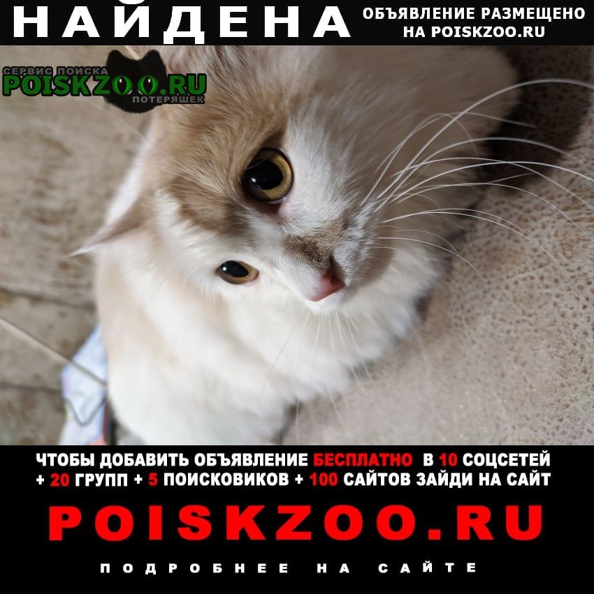Ростов-на-Дону Найдена кошка