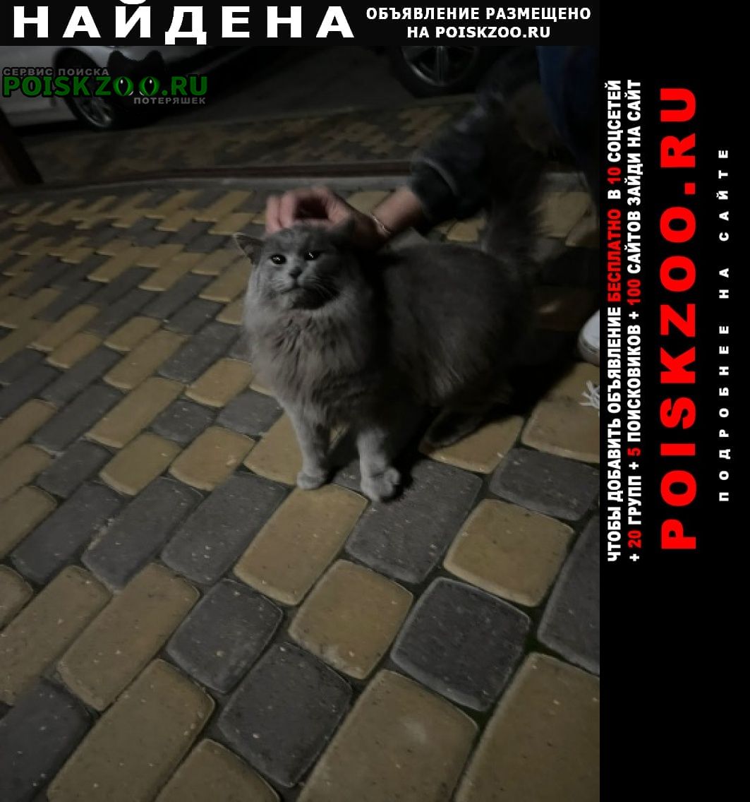 Найдена кошка кот, видно, что домашний Ставрополь