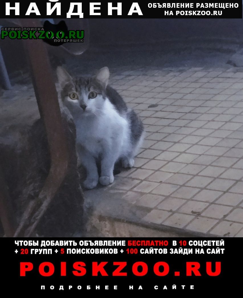 Орехово-Зуево Найдена кошка