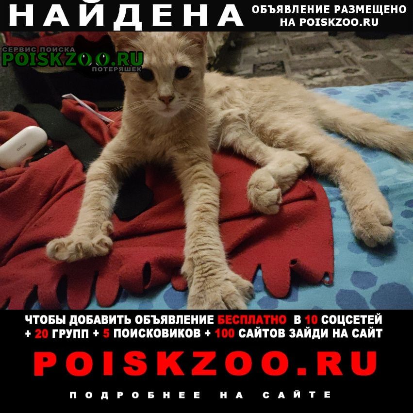 Найден котенок, мальчик Воронеж