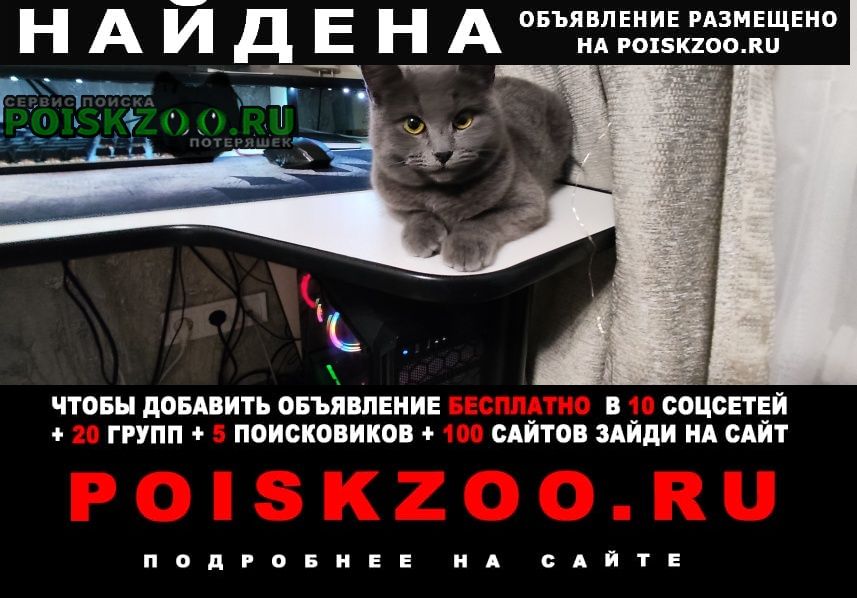 Найдена кошка хозяева найдитесь Саранск