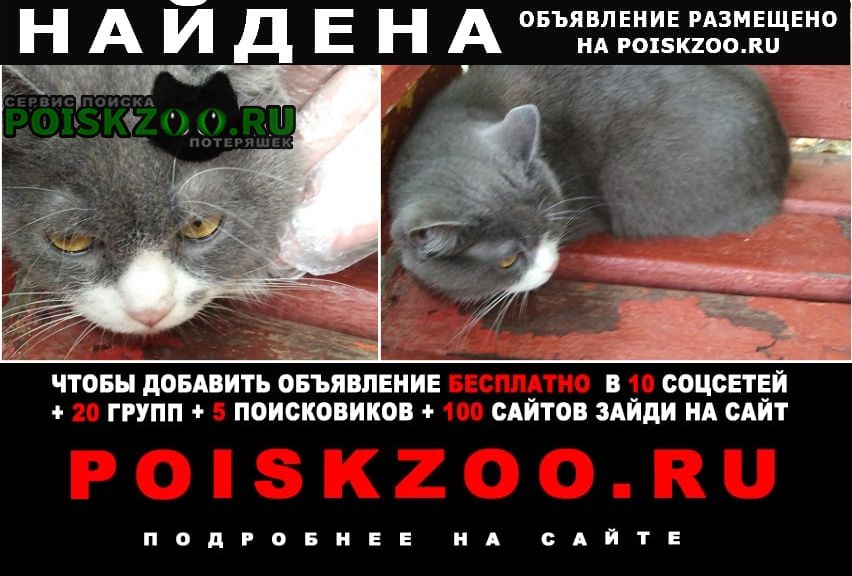 Найдена кошка м.пражская Москва