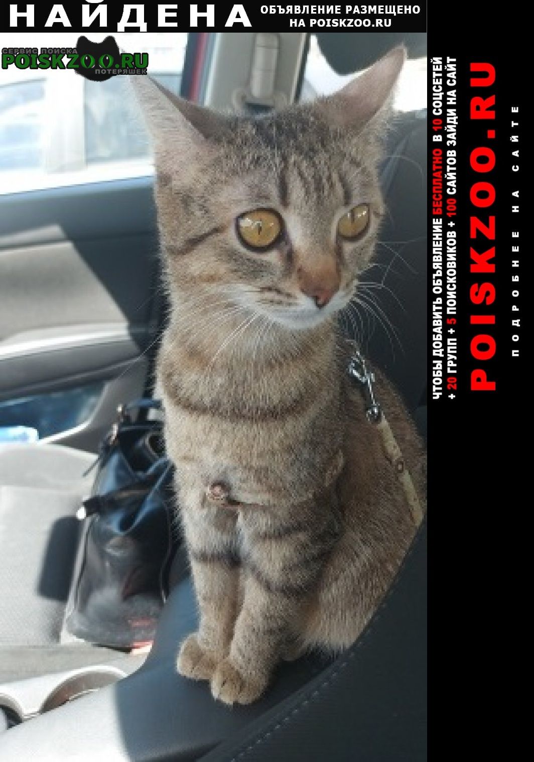 Найдена кошка Жуковский