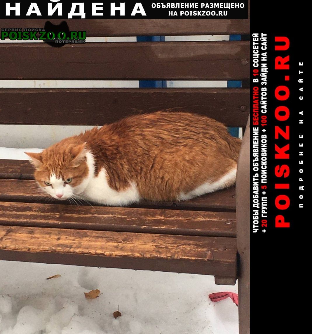 Найден кот ик, рыжий с белым, домашний. Москва