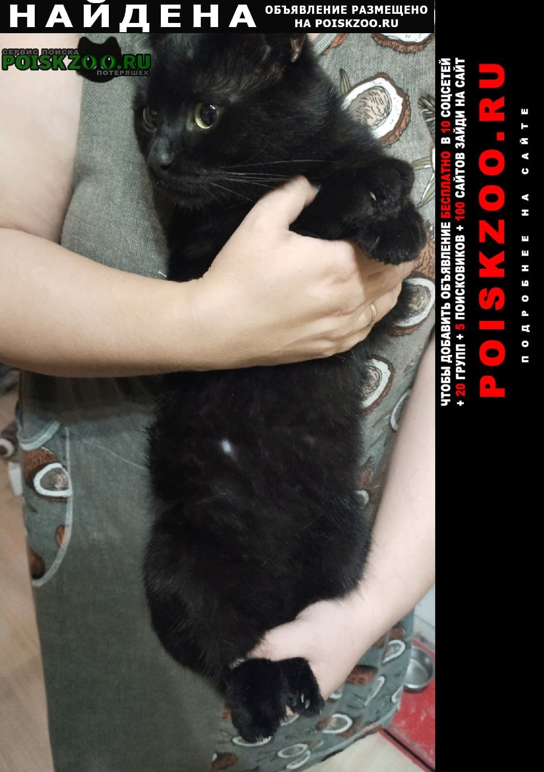 Найден кот черный молодой Пермь