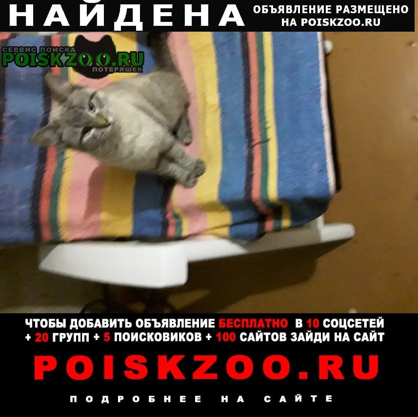 Ярославль Найдена кошка