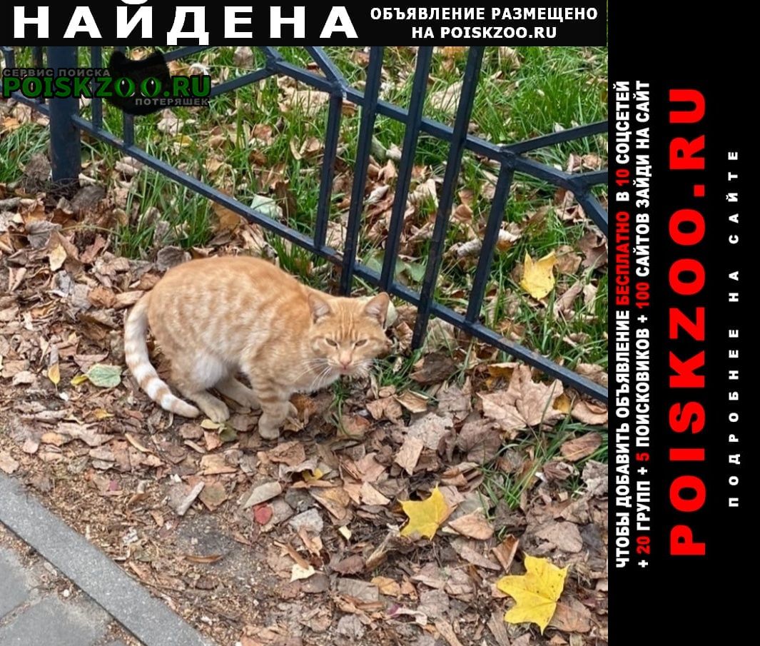 Найден котику нужен дом Орехово-Зуево