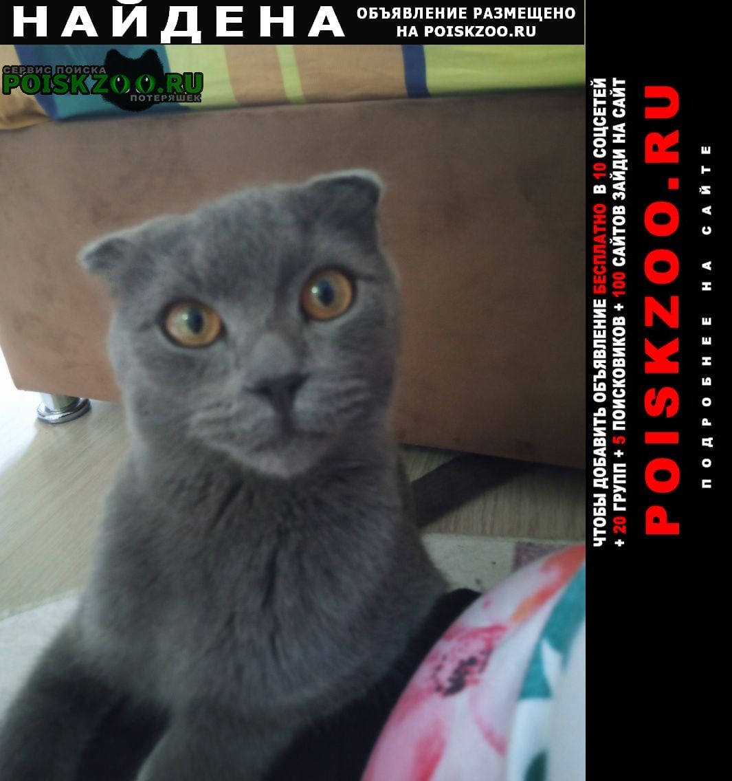 Найден кот молодой котик, район жк москва Тюмень