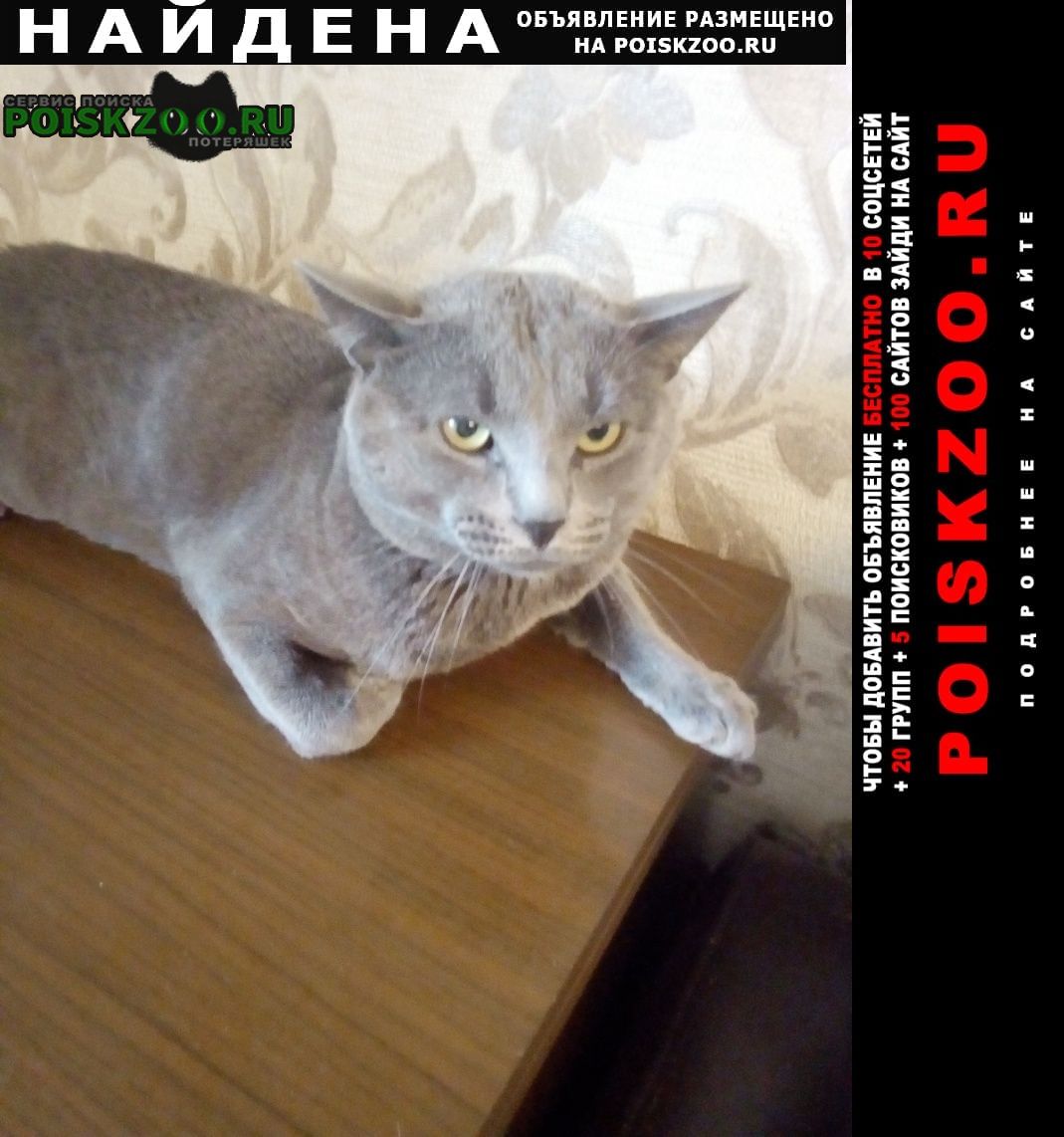Найден кот серый кот Москва