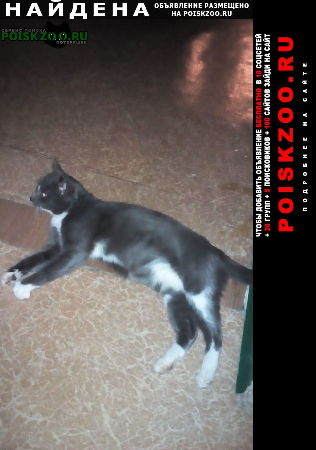 Найдена кошка кошечка Псков