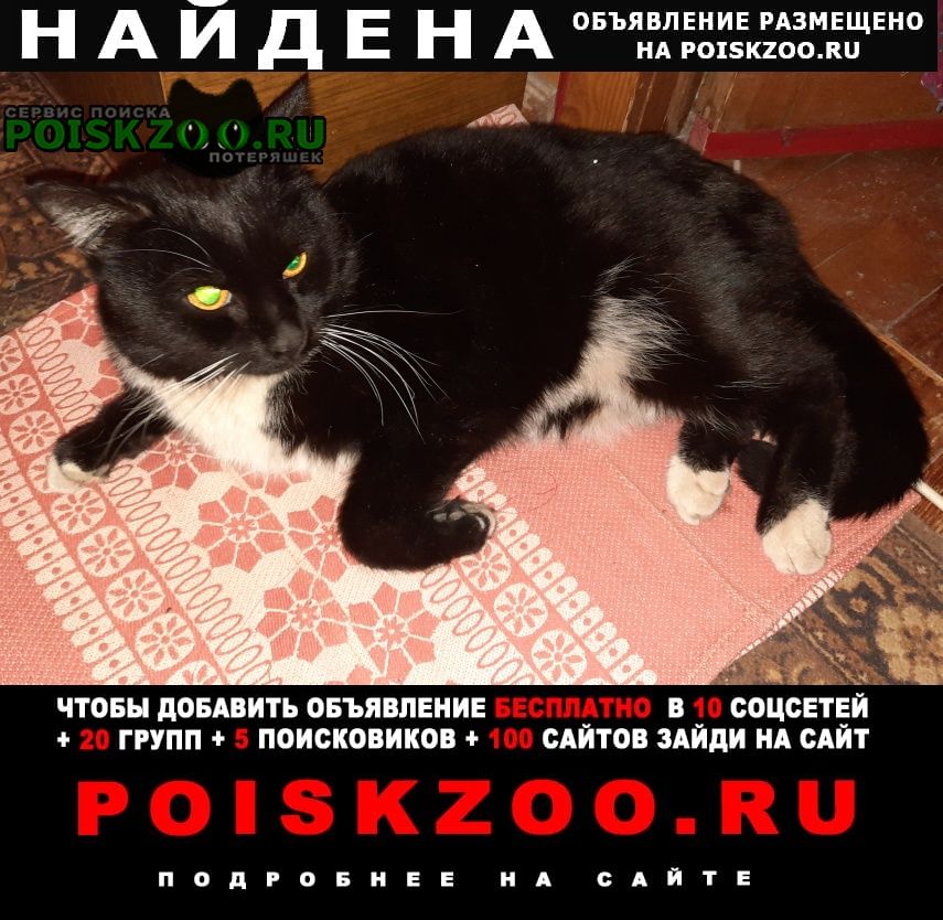 Орехово-Зуево Найден кот