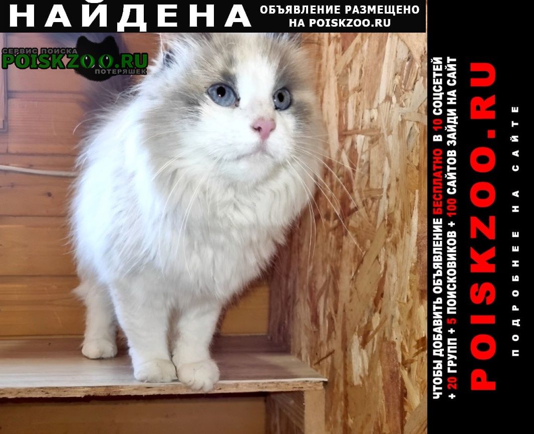 Найдена кошка Загорянский