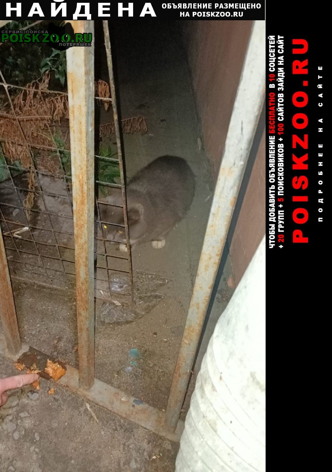 Найдена кошка серый пушистый кот в центре ярославля Ярославль