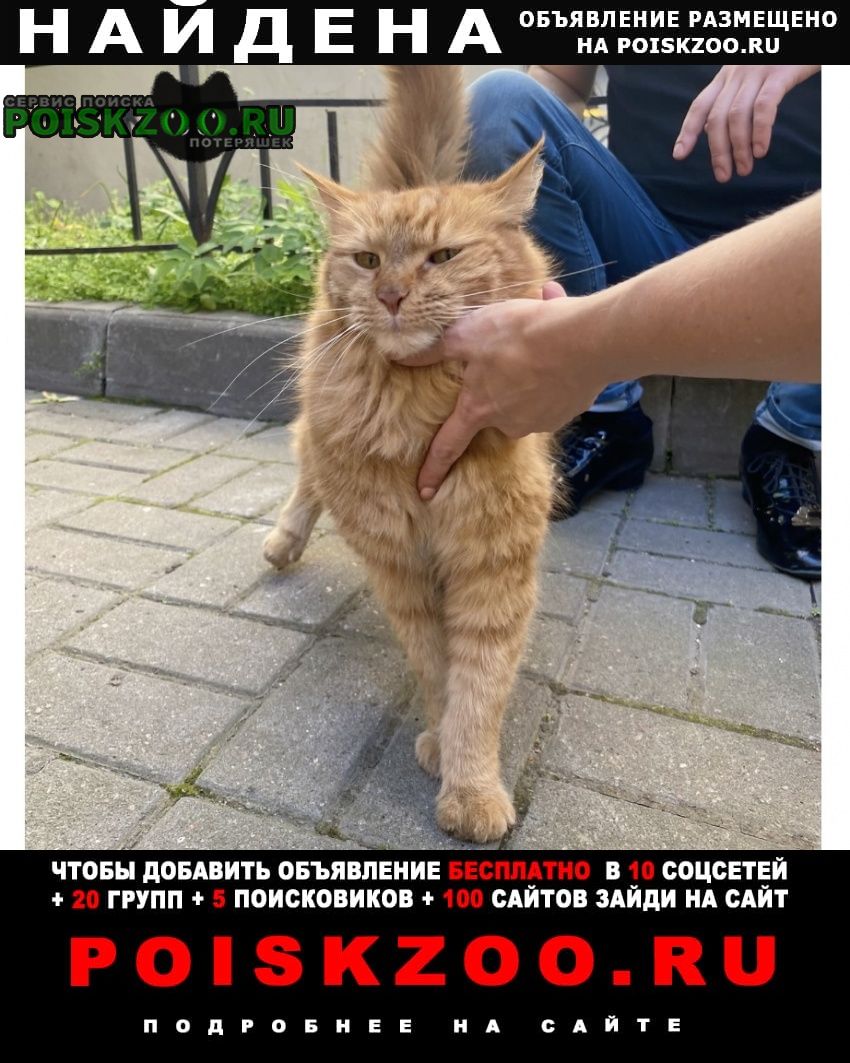 Найдена кошка Санкт-Петербург