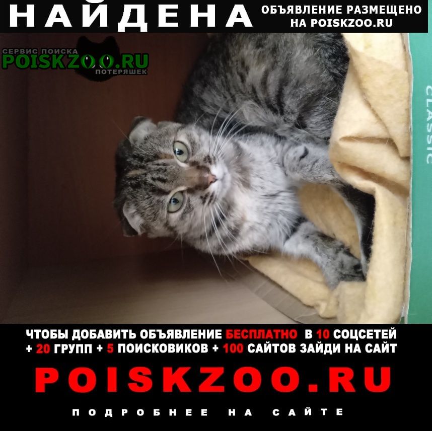 Найдена кошка вислоухая Белгород