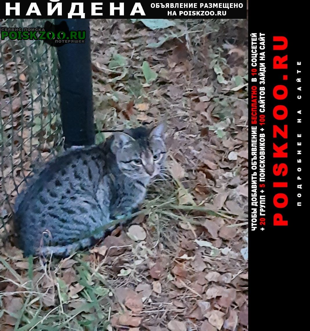 Найден кот обнаружен молодой кот серо-голубой Красноярск
